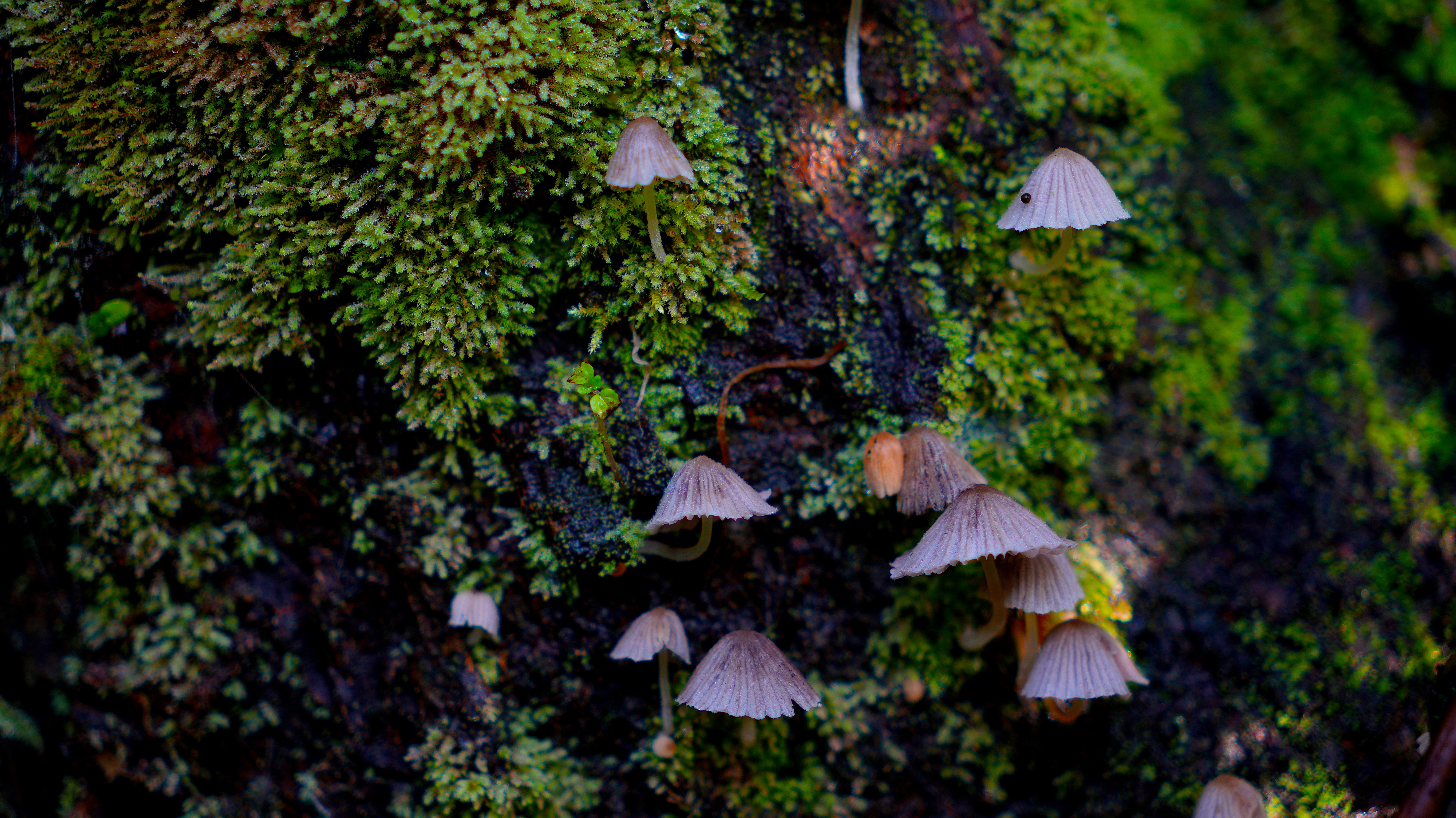 Tiny pale mushrooms growing among vivid green moss on a tree in Coorg
